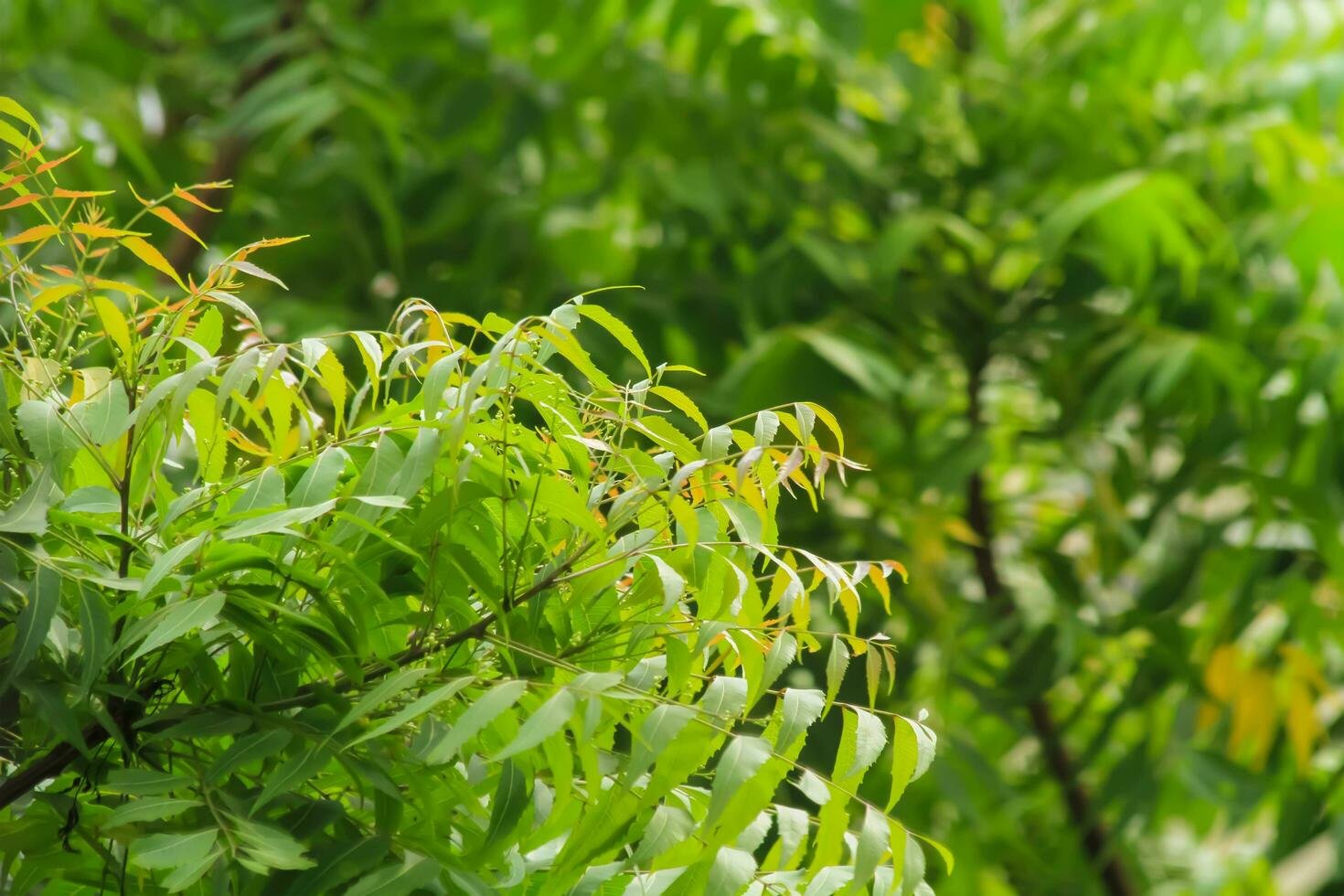 Neem Leaf